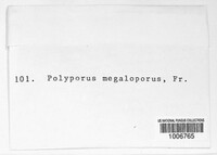 Polyporus megaloporus image